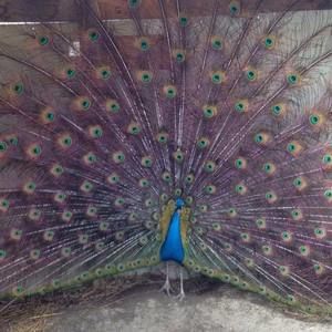 Meet your Posher, Marla